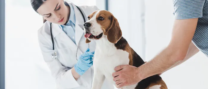 veterinari royal canin
