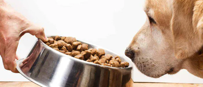Come capire la qualità delle crocchette per cani