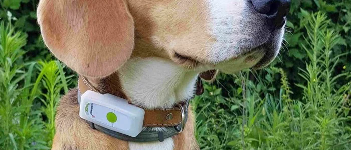 Collari GPS per Cani: Guida e Migliori modelli 2023