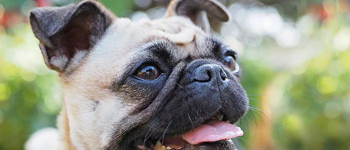 Omega 3 per cani: quali sono i benefici?