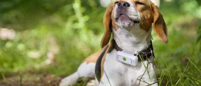 Collare GPS per il tuo cane: Come Scegliere il migliore