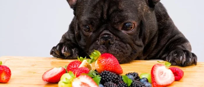 Ecco tutta la frutta che possono mangiare i cani