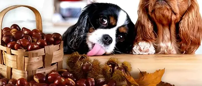 Come possono mangiare le castagne i cani?