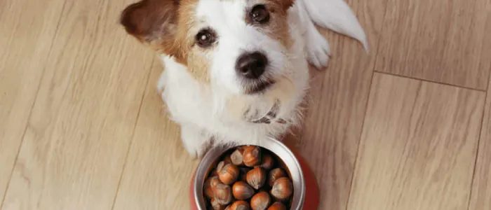 Perché ai cani piacciono le castagne?