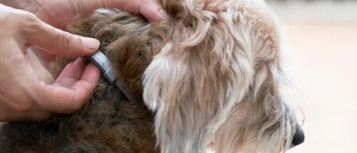 Come scegliere il migliore collare antiparassitario per il tuo cane