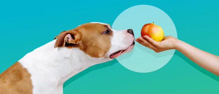 Che frutta possono mangiare i cani? Guida definitiva