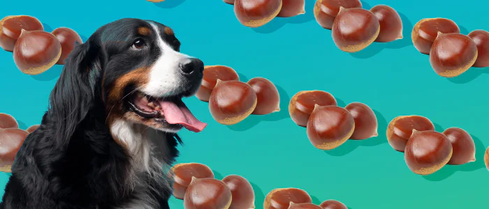 I cani possono mangiare le castagne? Ecco quante e come