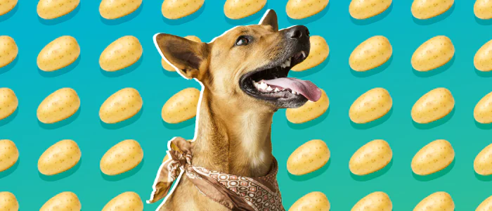 I cani possono mangiare le patate o no? Ecco 3 consigli