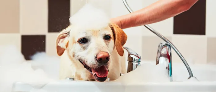 Come lavare il cane a casa: i 3 step da seguire