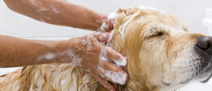 Quante volte al mese si deve lavare il cane?