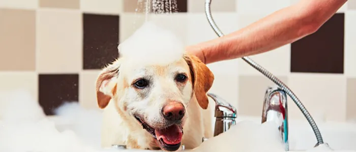 Miglior shampoo per cani profumato