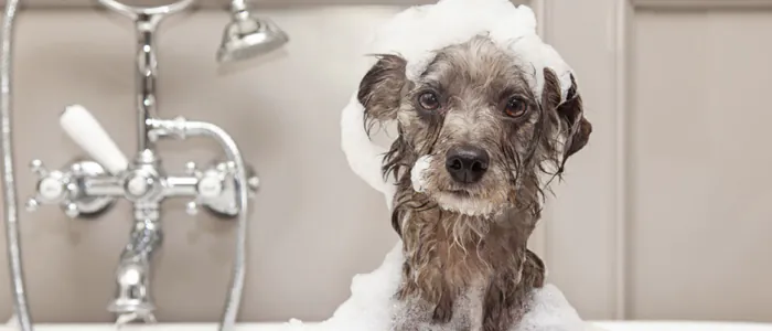 Come lavare il cane in doccia