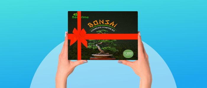 Pianta Bonsai Kit di Avvio