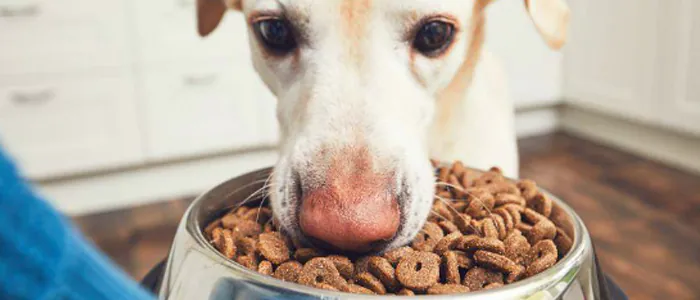 Come calcolare la quantità di cibo da dare al cane?