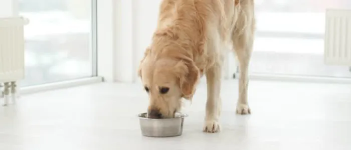 Qual è l'orario migliore per dare da mangiare al cane?