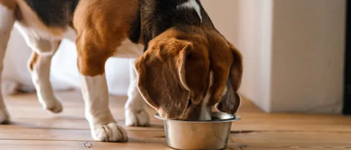 Quante volte al giorno deve mangiare un cane di piccola taglia?