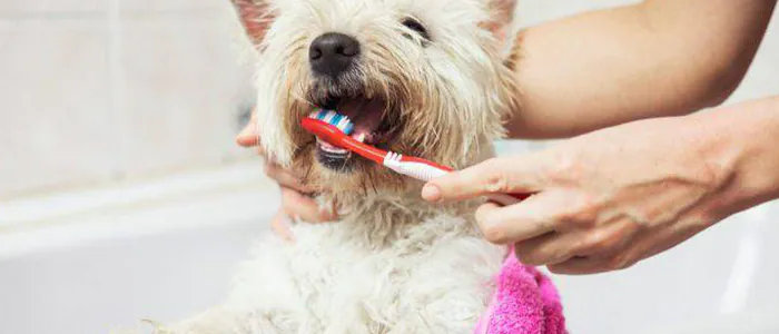 L'importanza dell'igiene orale nei cani