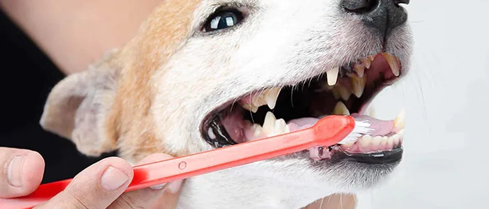 Dentifricio per cane: tipologie e differenze