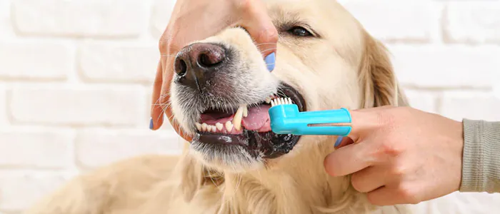 Come spazzolare i denti del cane