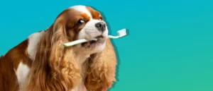 Migliori Dentifrici per Cani: Guida e 6 TOP del 2024