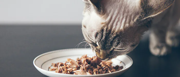 Alimentazione del gatto: l'importanza della corretta dieta