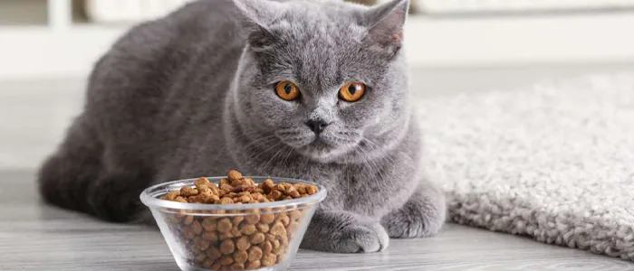 Ingredienti cibo per gatti: quali preferire e quali evitare