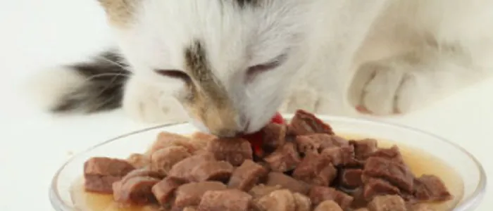 Come scegliere il miglior cibo per gatti