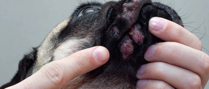 Cause Comuni della Dermatite nei Cani