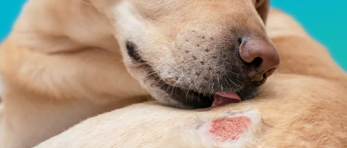 Migliori crocchette per cani con dermatite: le 6 TOP del 2024