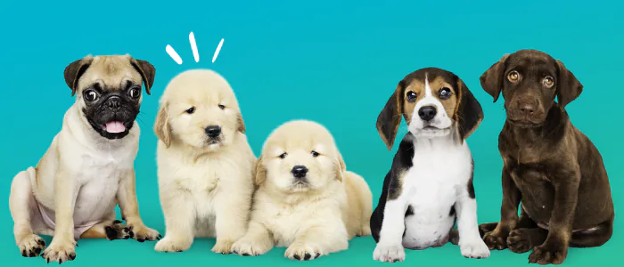 Migliori crocchette per cani piccola taglia: i 5 TOP del 2024